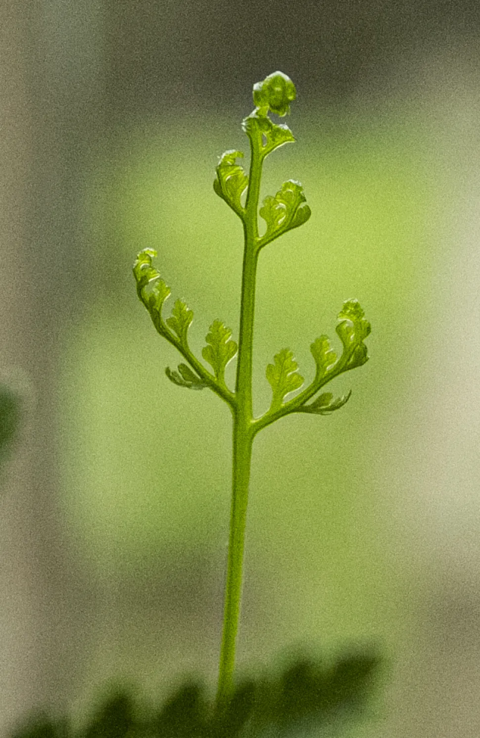 Young fern frond rabbit's foot