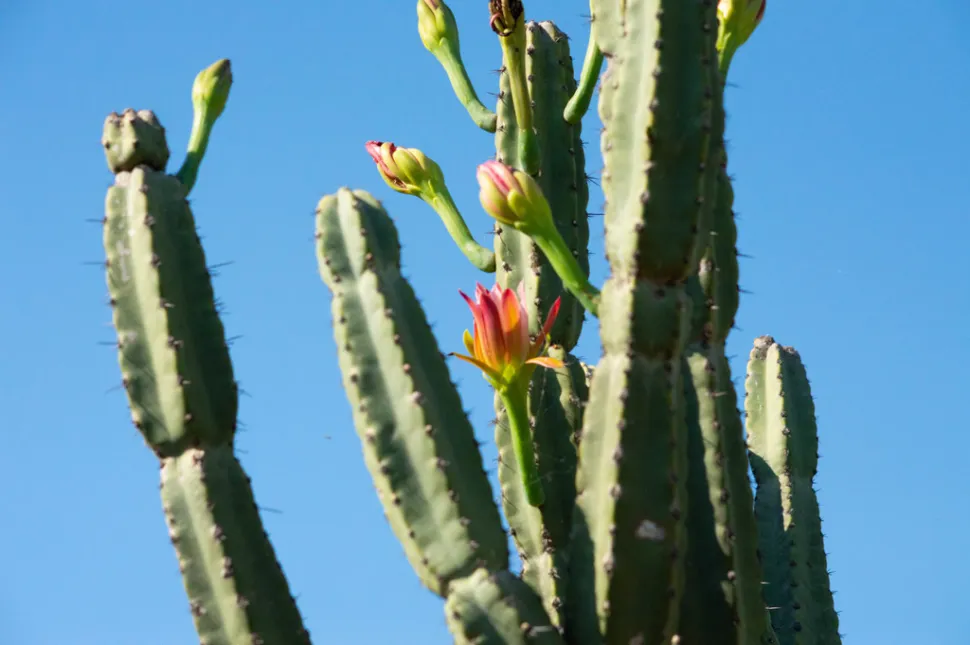 Cereus forbesii in Blüte