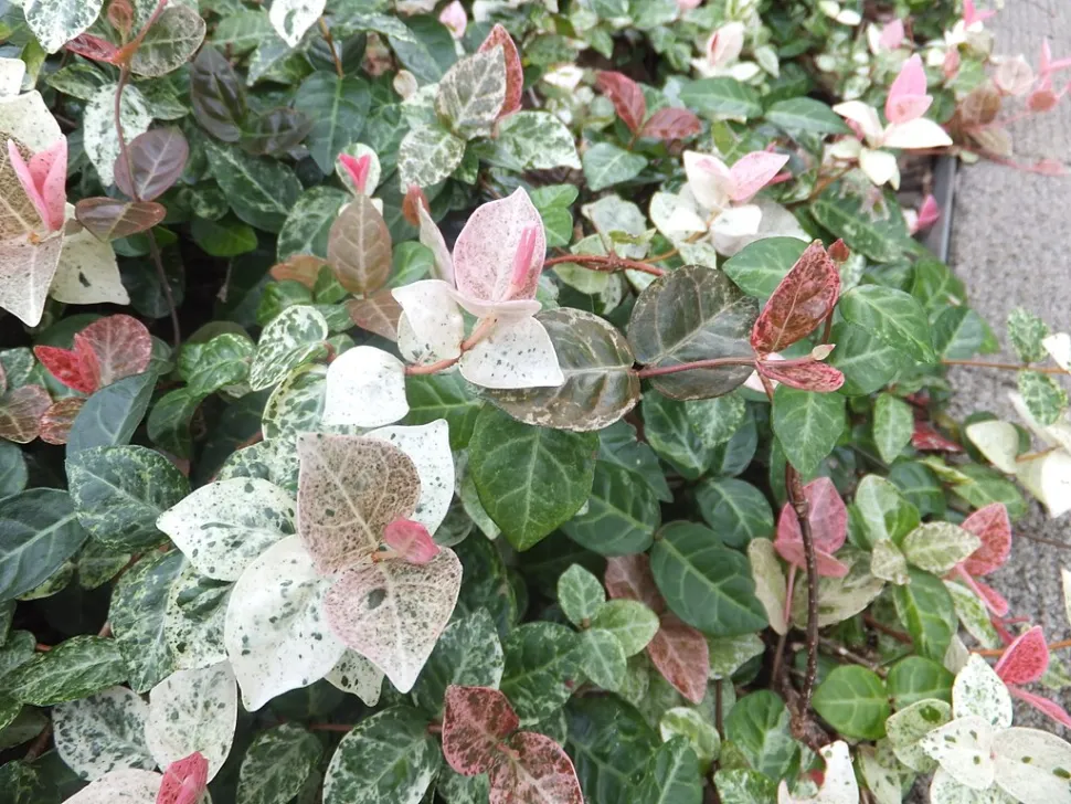Trachelospermum asiaticum rosa verde e bianco