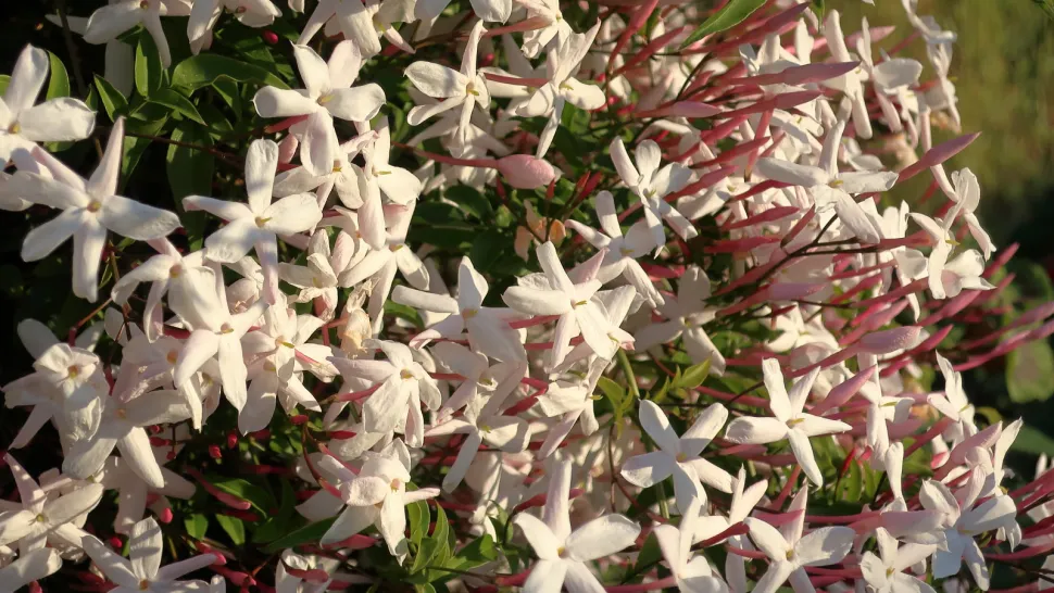 Winterjasmin