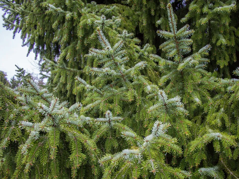 Picea omorika nåle