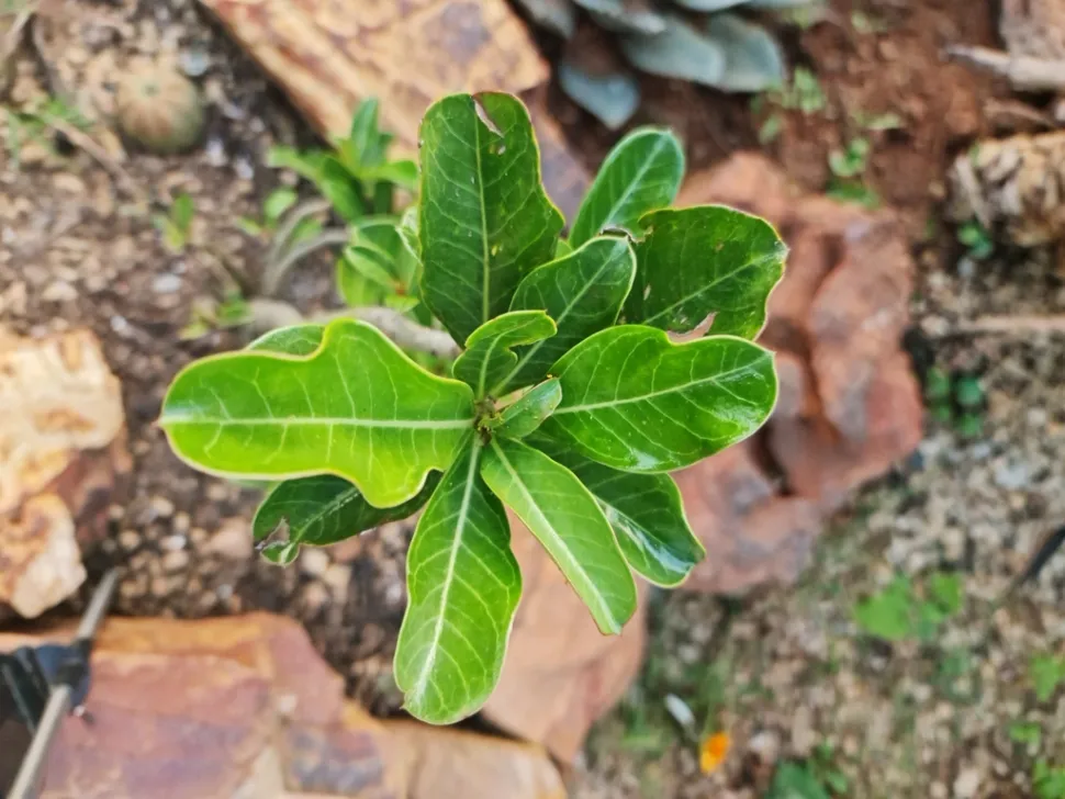 Groene bladeren met crèmekleurige nerven Adenium multiflorum