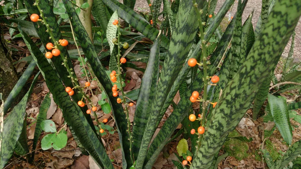 Beeren von Sansevieria trifasciata