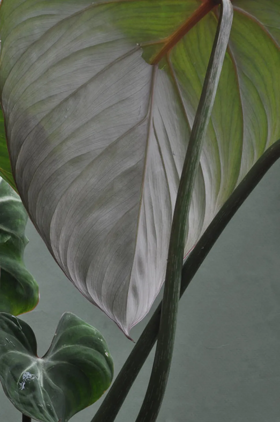 Philodendron gloriosum bladsteel