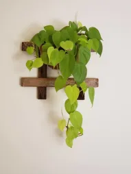 Philodendron Lemon Lime in der Hängeampel