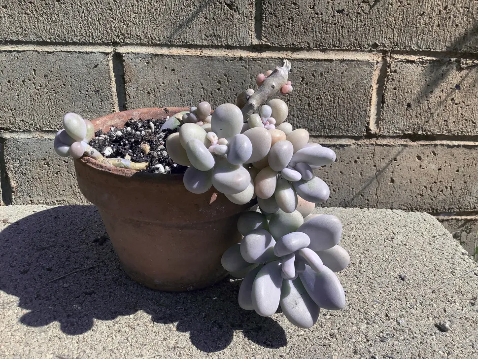 Graptopetalum amethystinum in pot