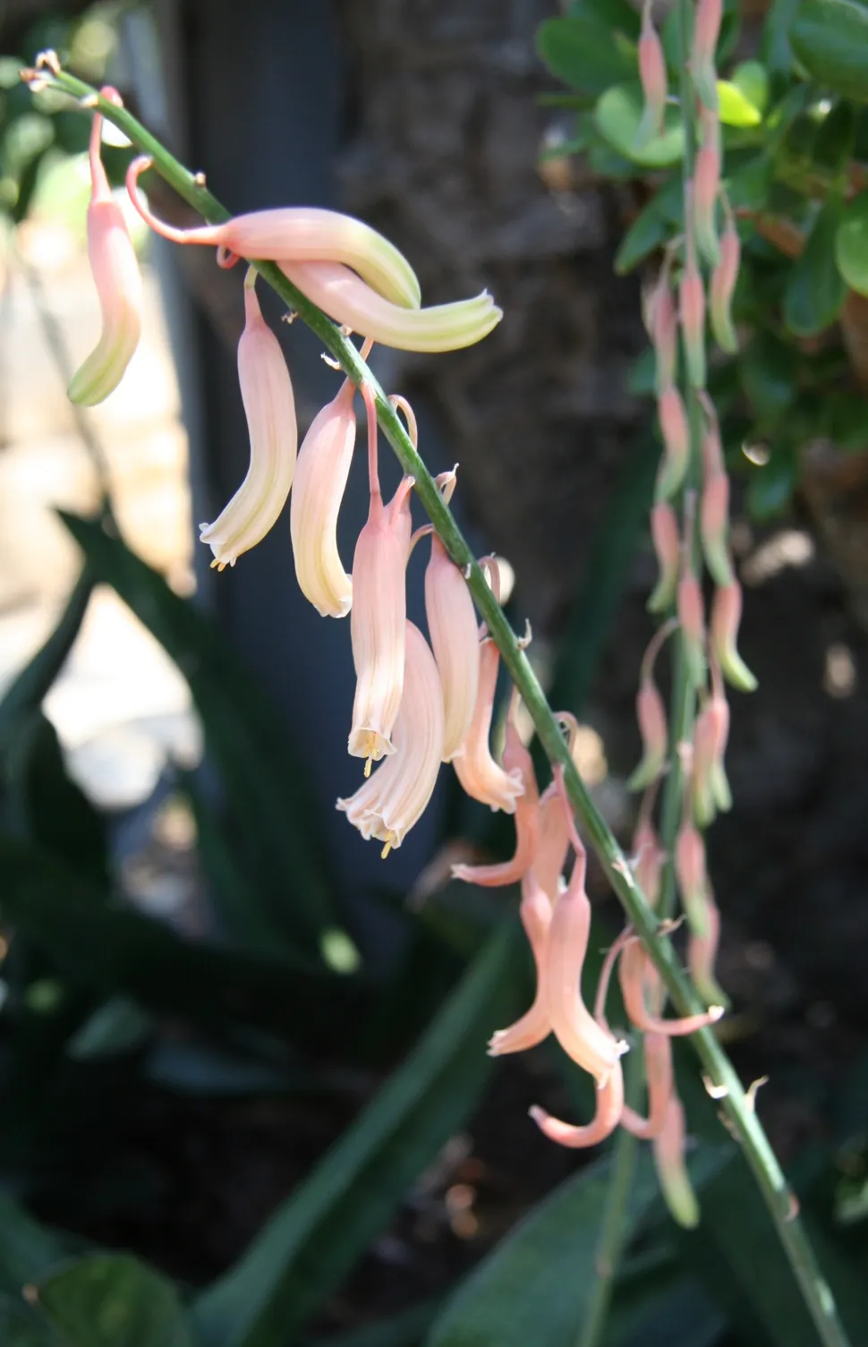 Rosa Röhrenblüten Gasteria acinacifolia