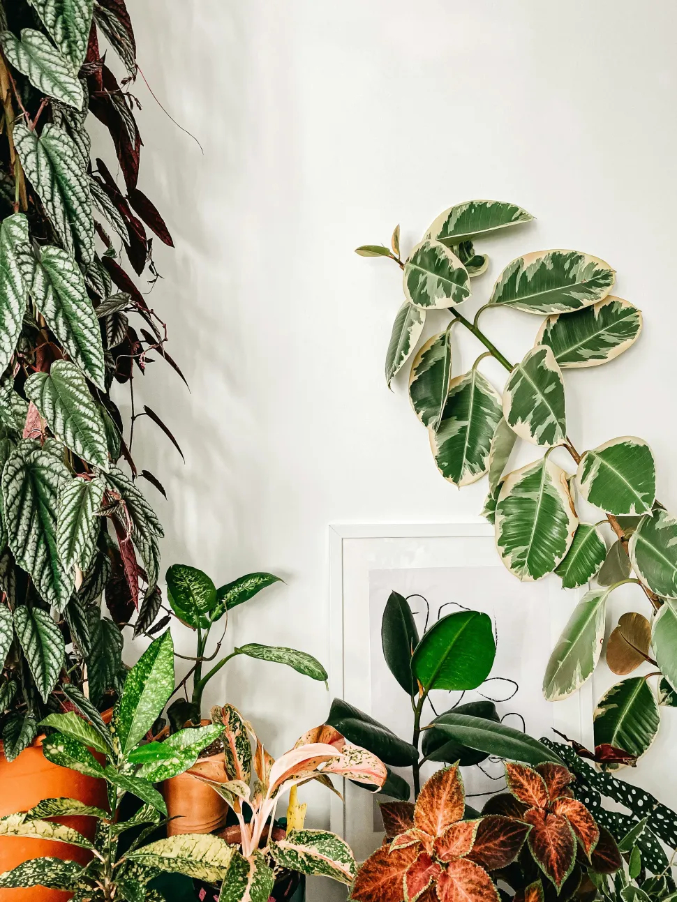 Plantas de interior