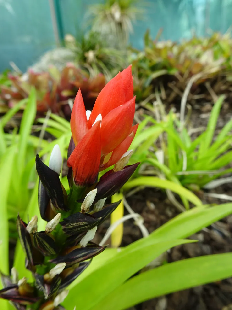Fleurs de Guzmania sanguinea