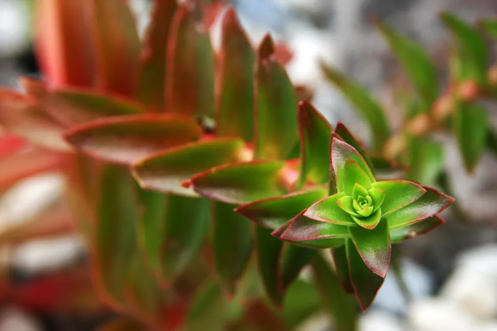 Bladeren van Crassula capitella 'Campfire