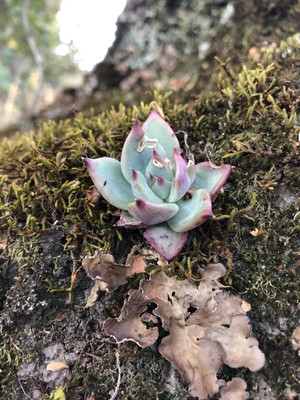 Kleine Echeveria apex rot