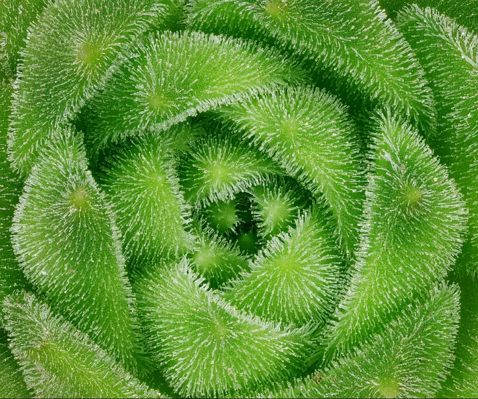 Nærbillede af Sempervivum montanum