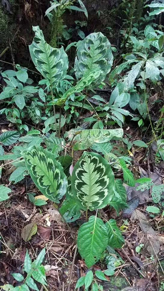 Medalhão de Calathea no solo