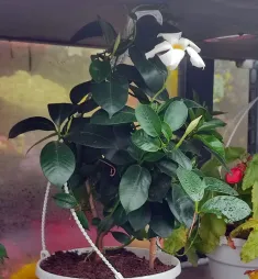 Mandevilla boliviensis dipladeni i potte