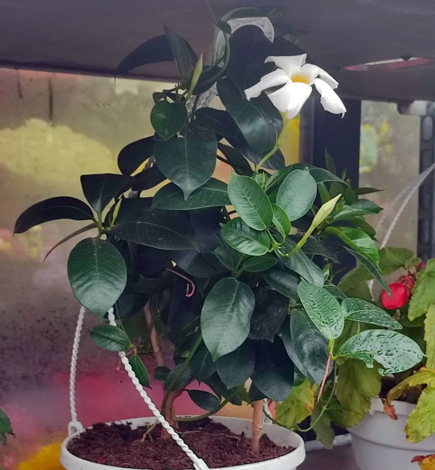 Mandevilla boliviensis dipladeni im Topf