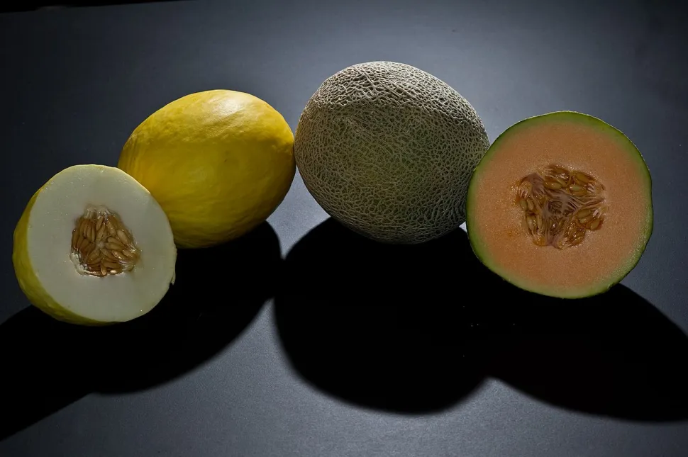 Melões Cucumis melo