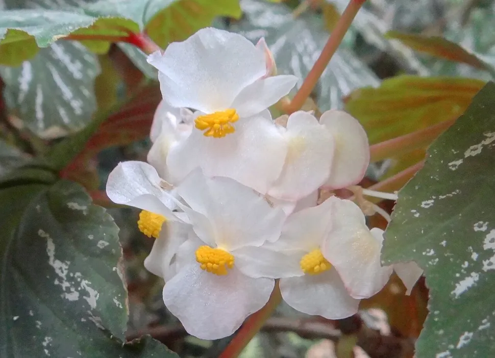 Weiße Blüten Begonia aconitifolia