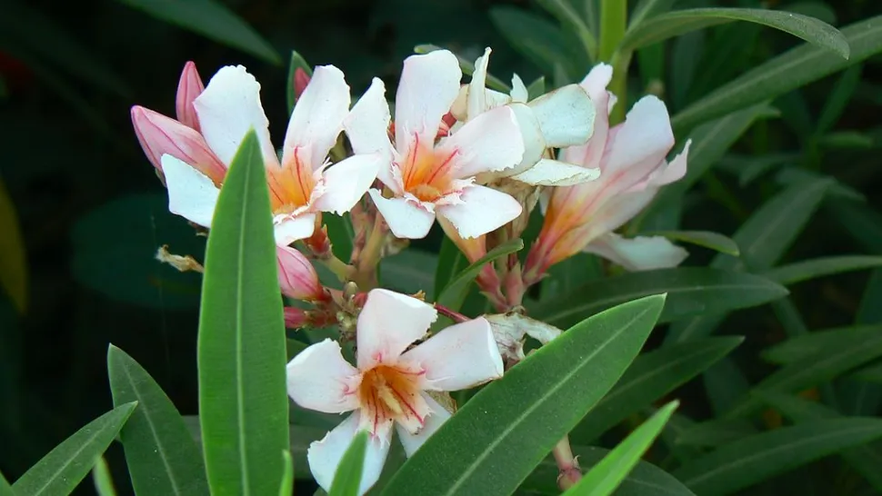Flores rosa pálido de Nerium oleander Petite Salmon