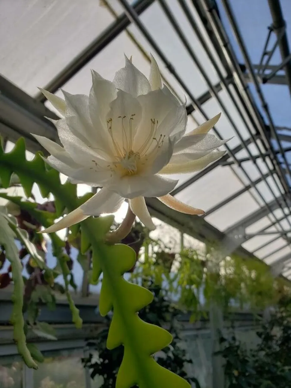 Kaktusblüte zigazag