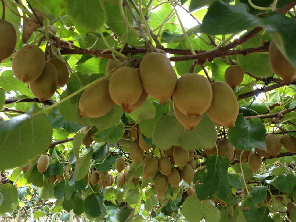 Kiwi fruit (Actinidia chinensis)