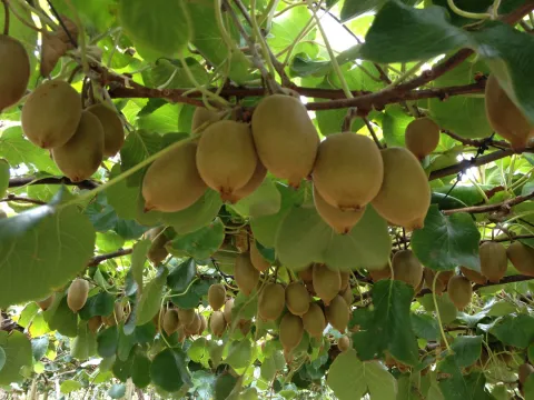 Kiwi’s Actinidia chinensis