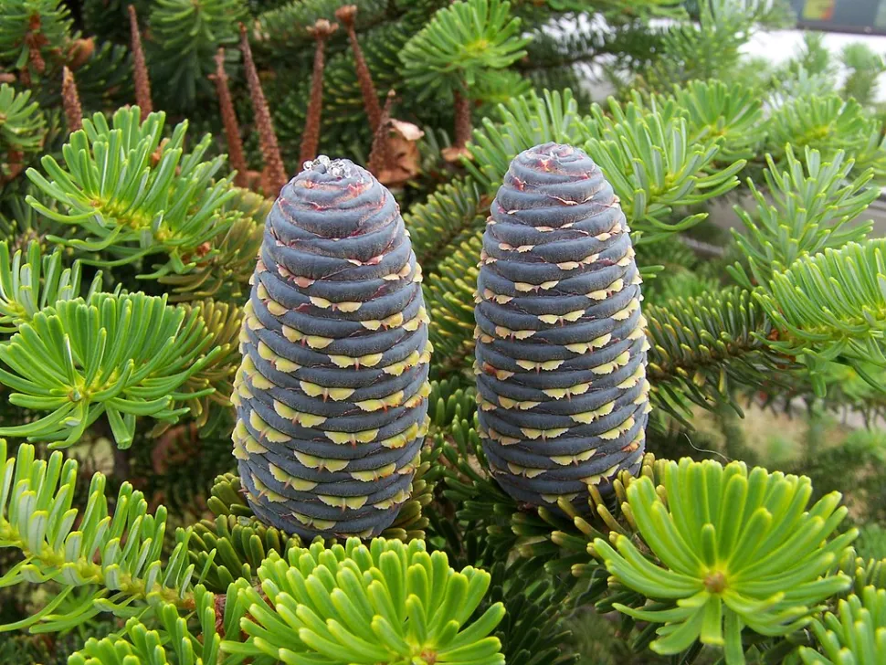 Paarse dennenappels Abies koreana