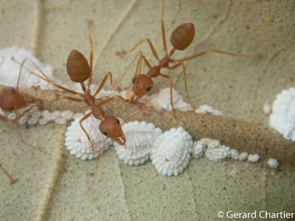 Breeding of mealybugs by ants.