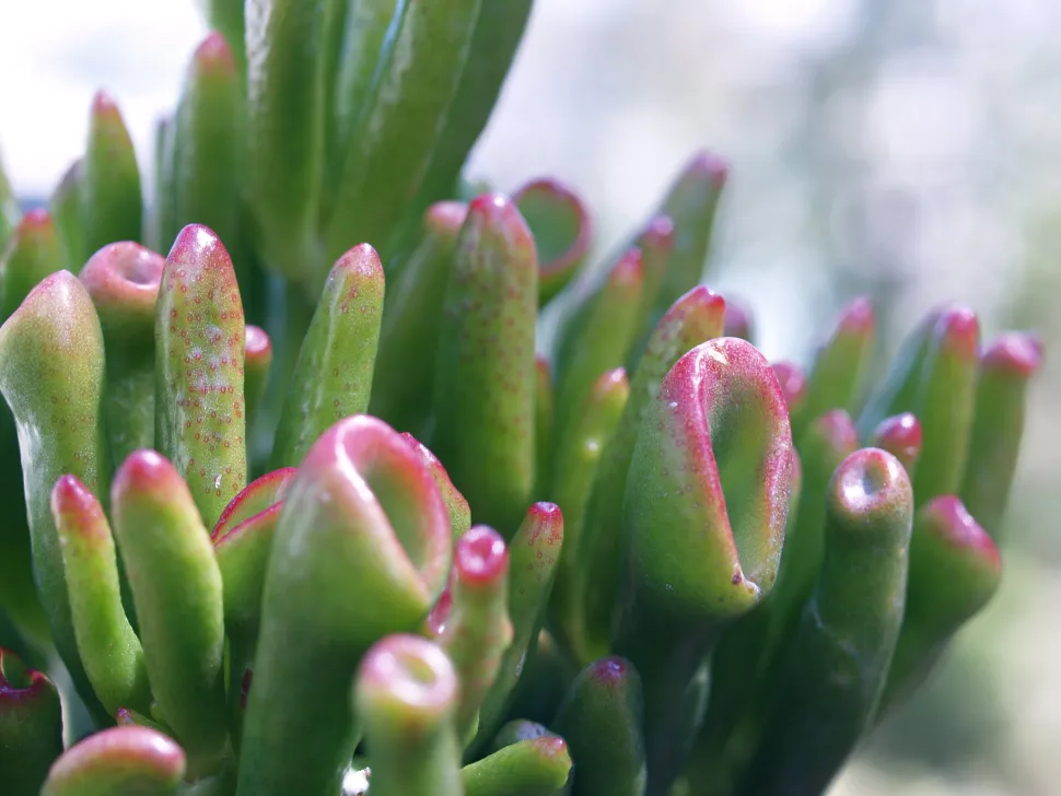 Blade af Crassula ovata Hobbit