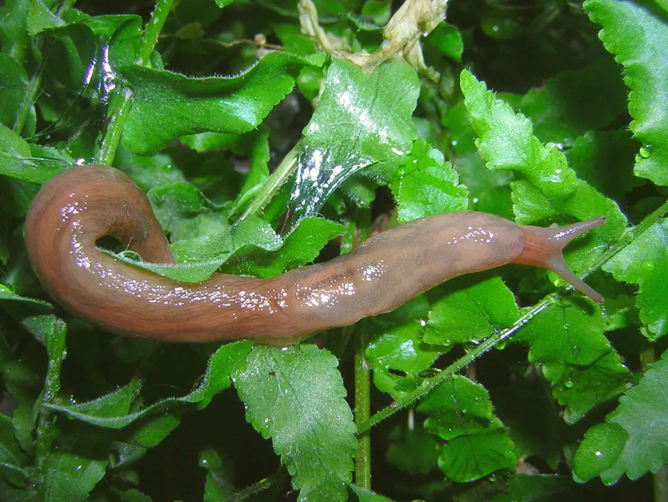 Schnecke von oben