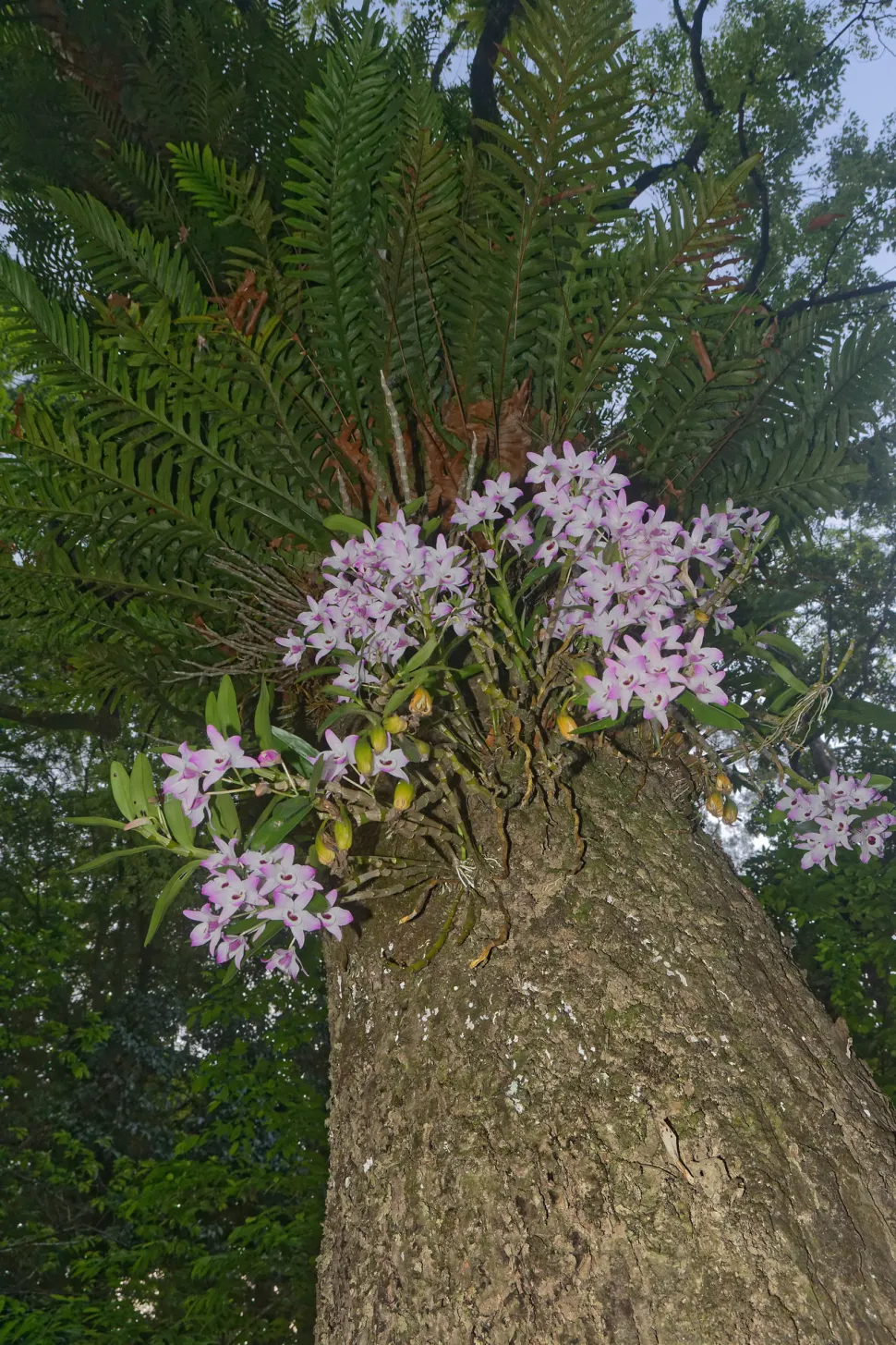 Orquídea epífita Dendrobium nobile