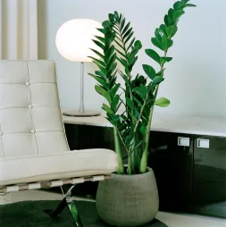 Plante tropicale plante ZZ feuilles vertes ovales