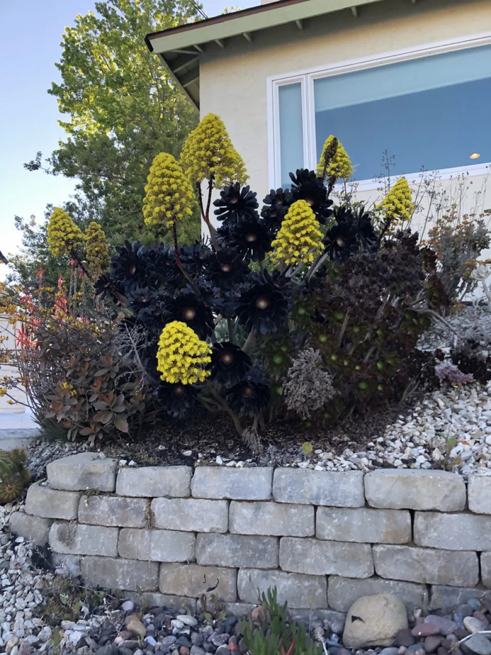 Aeonium Zwartkop in bloei