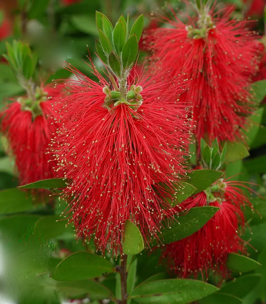 Red flowers Callistemon laevis bottlebrush
