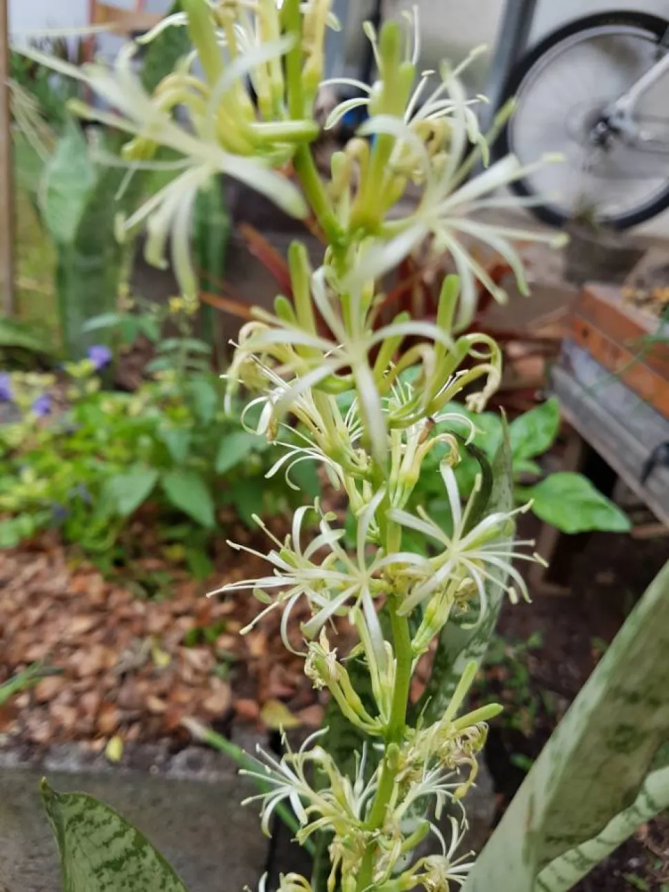 Sansevieria trifasciata in Blüte