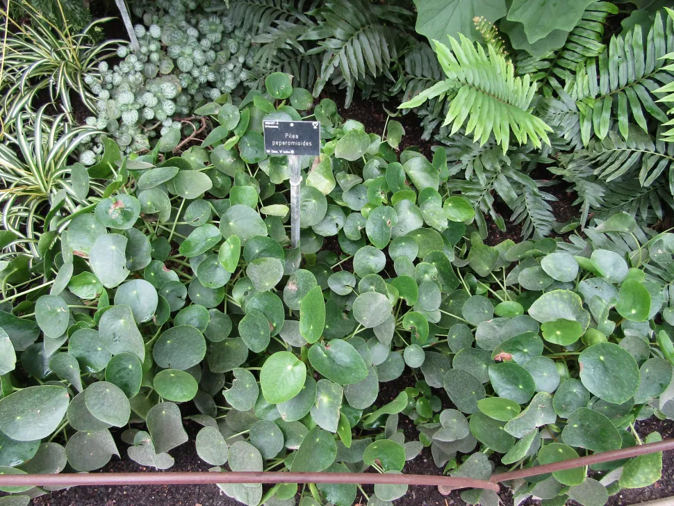 Pilea peperomioides of Chinese geldplant in pot