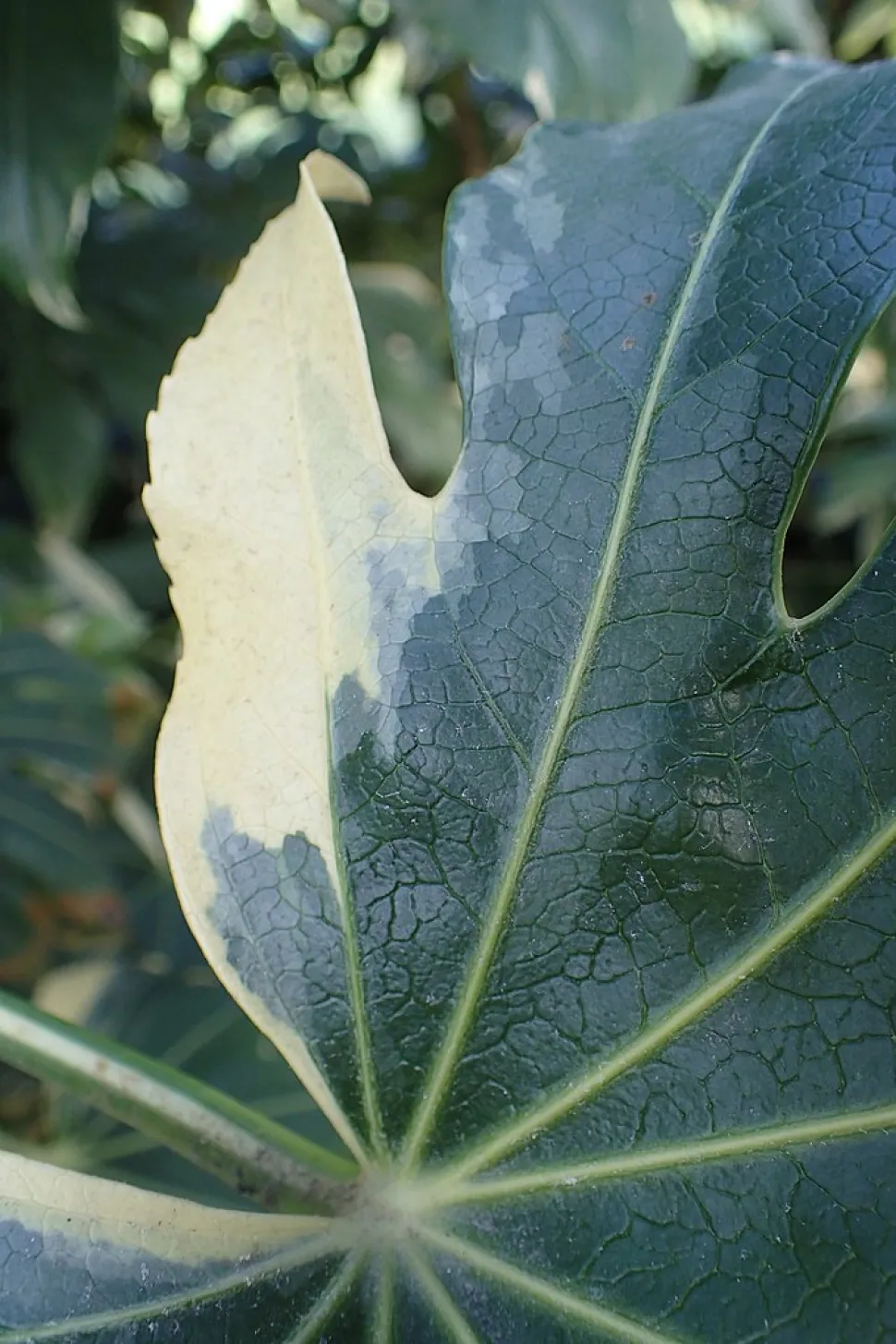 Hoja variegada de Fatsia japonica variegata