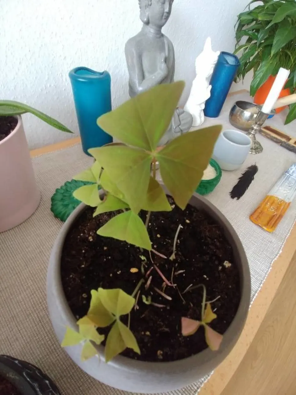 Falscher grüner Klee im Topf