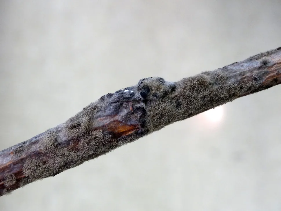 Pourriture grise sur un arbre (branche de figuier)