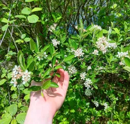 Aronia prunifolia en flor