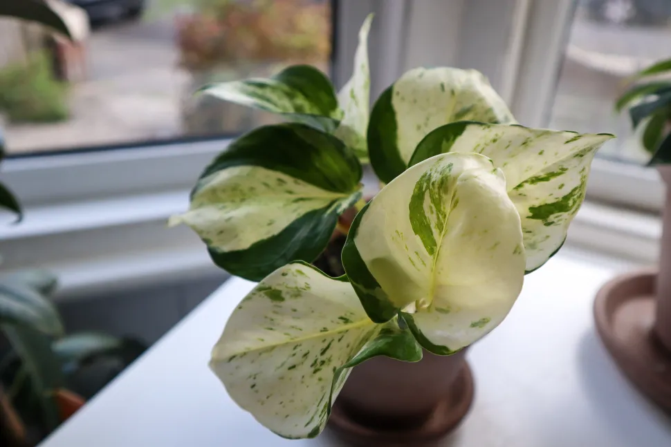 Pothos Majula hojas blancas y verdes