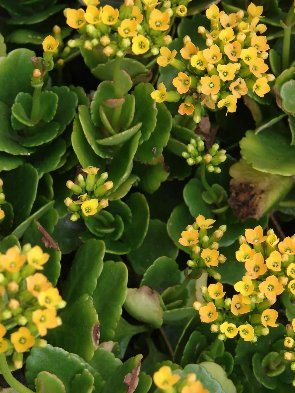 Blühende Fettpflanze Kalanchoe