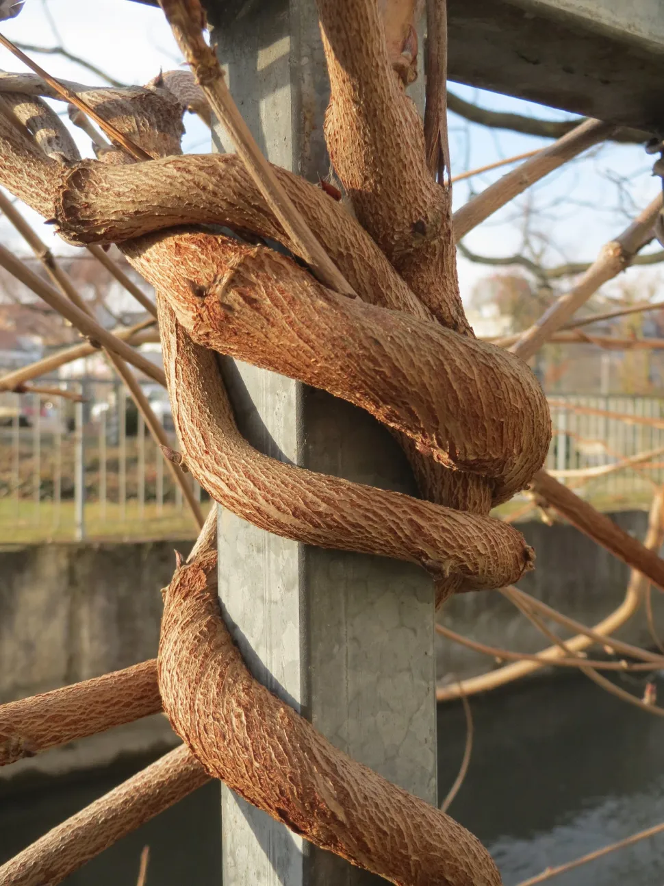 Japanische Glyzinie um eine Stütze herum