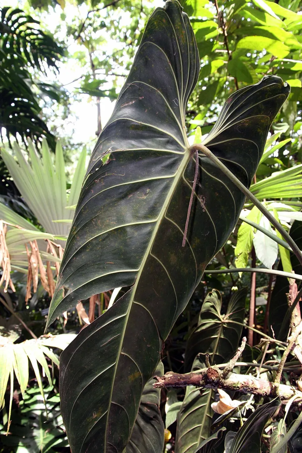 Rervers blad Philodendron melanochrysum