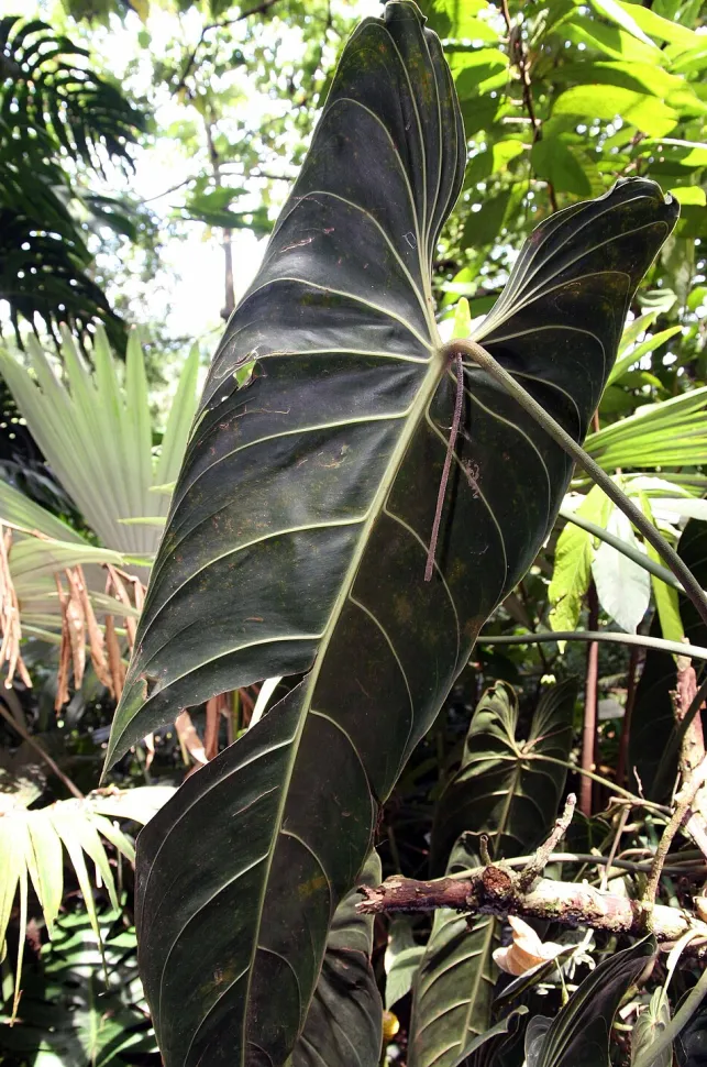 Revers feuille Philodendron melanochrysum