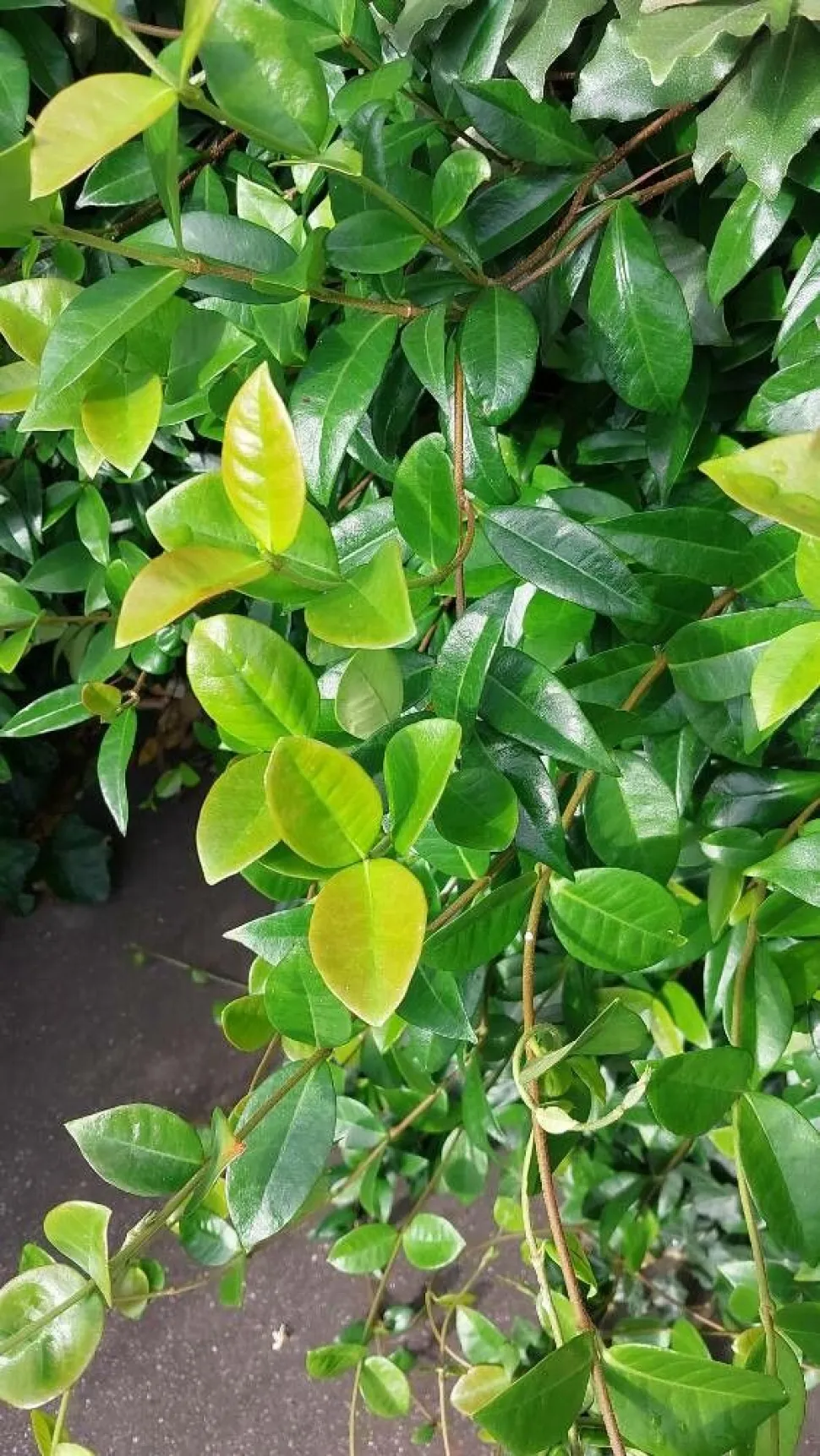 Grünes Laub Jasmin 'Star of Venice'
