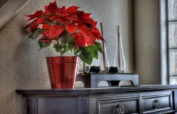 Poinsettia (kerstster) in een pot