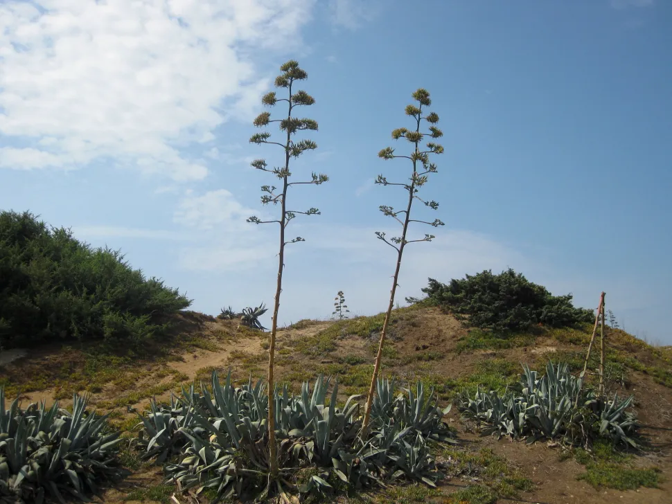 Agaves americana in flower