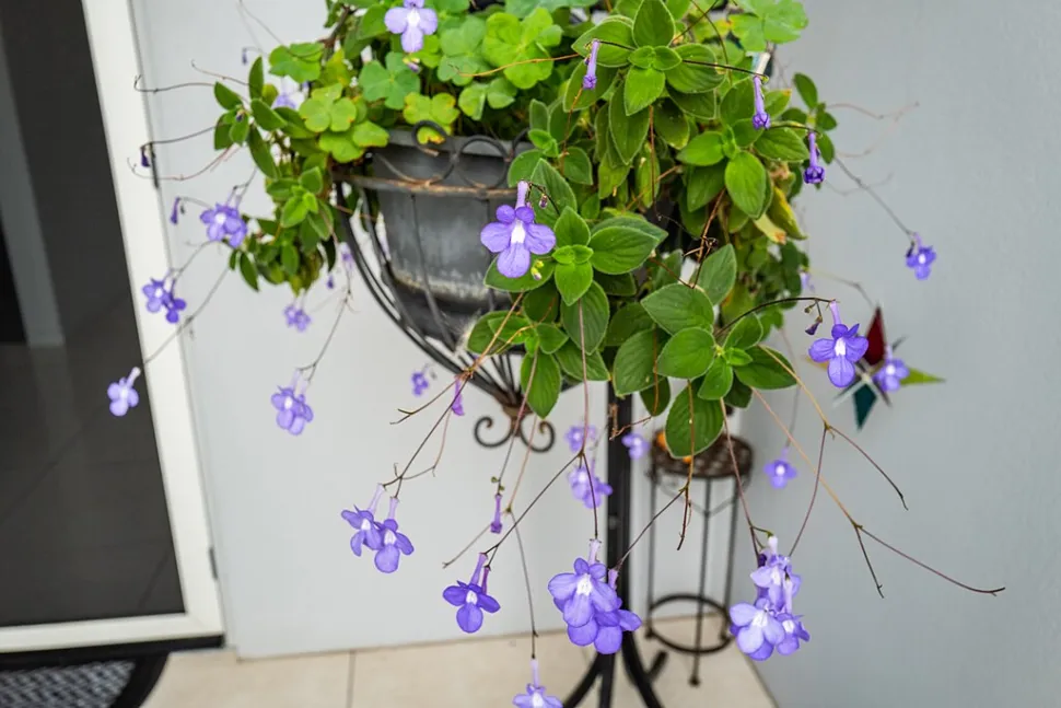 Kap-Primel Streptocarpus saxorum Blaue Blüten