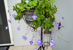 Prímula do Cabo Streptocarpus saxorum flores azuladas