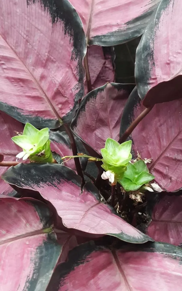 Calathea 'Purple Rose' en fleur